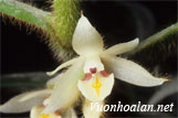 Lan nhung lá liễu - Trichotosia pulvinata