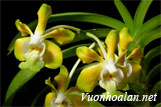 Lan vân đa dạ hương - Vanda denisoniana