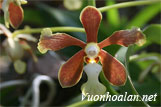 Lan vân đa chanh - Vanda fuscoviridis