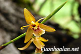 Lan Thanh Đạm Coelogyne tenasserimensis