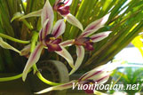 Lan kiếm bích ngọc - Cymbidium dayanum