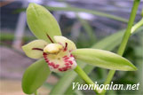 Lan kiếm thanh ngọc - Cymbidium ensifolium