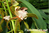 Lan kiếm hồng - Cymbidium hookerianum