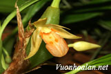 Lan khúc thần một hoa - Panisea uniflora