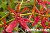 Lan phưỡng vĩ bắc - Renanthera coccinea