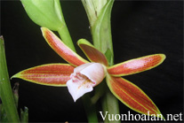 Lan Hạc đính nâu vàng - Phaius indigoferus