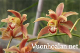 Lan kiếm hồng hoàng - Cymbidium iridioides