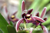 Lan kiếm lô hội - Cymbidium aloifolium