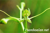 Lan kiến cò cỏ - Habenaria khasianna