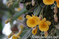 Vảy cá - Dendrobium jenkinsii