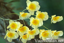 Cách trồng và chăm sóc lan Vảy rồng ta - Dendrobium lindleyi