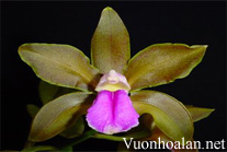 Lan Hoàng Hậu - Cattleya bicolor