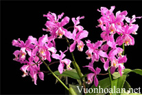 Lan Hoàng Hậu - Cattleya harrisoniana