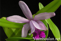 Lan Hoàng Hậu - Cattleya intermedia