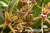 Lan kiếm vân ngọc - Cymbidium finlaysonianum