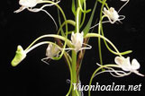 Lan kiến cò thài lài - Habenaria commelinifolia