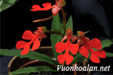 Lan kiến cò đỏ - Habenaria rhodochila