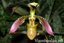 Lan Hài Đài cuốn - Paphiopedilum appletonianum