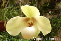 Lan Hài Hằng - Paphiopedilum hangianum