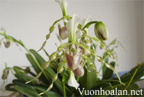 Lan hài râu - Paphiopedilum dianthum