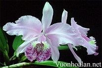 Lan Hoàng Hậu - Cattleya leuddemanniana