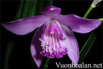 Lan Bạch cập - Bletilla striata