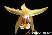 Lan Bạch cập - Bletilla ochracea