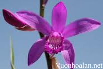 Lan Bạch cập - Bletilla Rhizoma