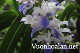 Lan Hải Yến – Rhynchostylis coelestis