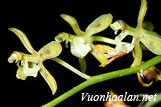 Lan tổ yến Ấn Độ - Acriopsis indica