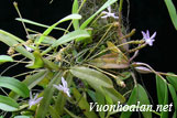 Lan xương cá lông - Thrixspermum trichoglottis