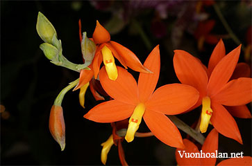 Lan Prosthechea vitellina