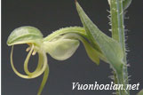 Lan kiến cò sợi - Habenaria ciliolaris