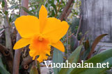 Xử lý kích thích thế nào để Cattleya ra hoa