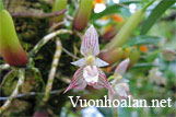 Lan lọng tía - Bulbophyllum Ambrosia