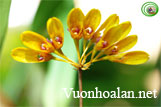 Lan lọng tà - Bulbophyllum retuciusculum