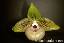 Lan Hài xanh - Paphiopedilum malipoense