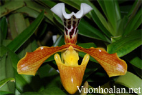 Lan hài lục - Paphiopedilum gratrixianum