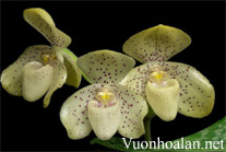 Lan hài đốm - Paphiopedilum concolor