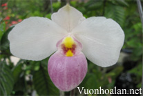 Lan hài hồng - Paphiopedilum delenatii