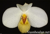 Lan hài hương duyên - Paphiopedilum emersonii