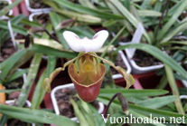 Lan hài lục - Paphiopedilum barbigerum