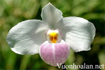 Lan hài đỏ - Paphiopedilum delenatii