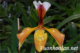 Lan hài vàng - Paphiopedilum villosum