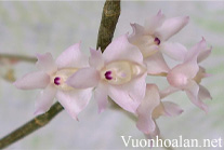 Hoàng thảo thập hoa - Dendrobium aduncum