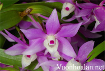 Hoàng thảo tím huế - Dendrobium hercoglossum