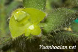 Lan lá nhung nhỏ - Trichotosia microphylla