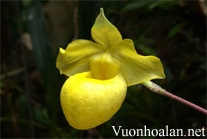 Hài mốc vàng - Paphiopedilum Armeniacum