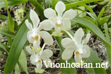 Mỹ dung dạ hương - Vanda denisoniana