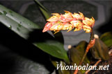 Lan lọng Bà Rịa - Bulbophyllum bariaense